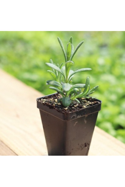 Лаванда вузьколиста Ізіда в контейнері Р9